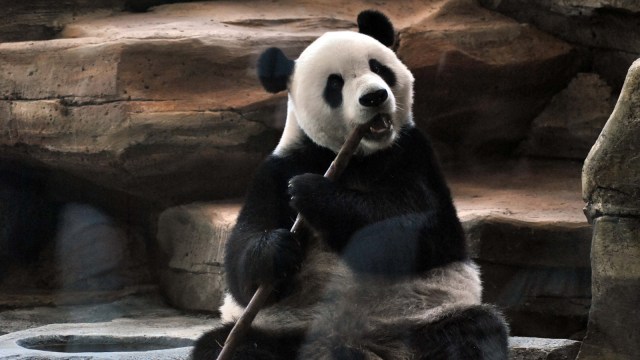 Panda di Taman Safari selesai dikarantina. (Foto: ANTARA/Arif Firmansyah)