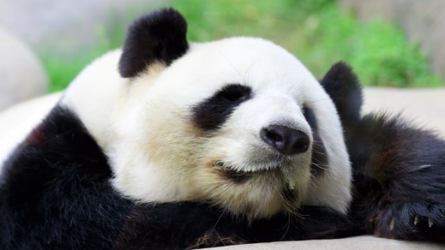 Panda (Foto: Thinkstock)