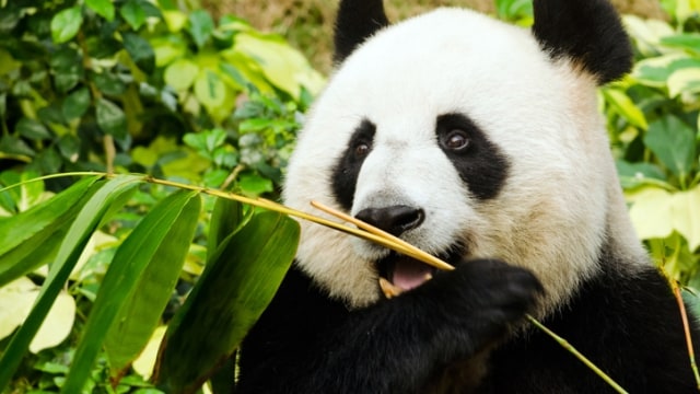 Panda. (Foto: Thinkstock)