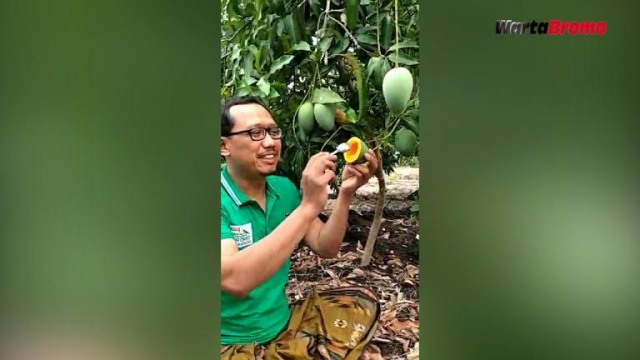 Geluti Mangga Alpukat, Apa Sih Keinginan Ketua DPRD Pasuruan??