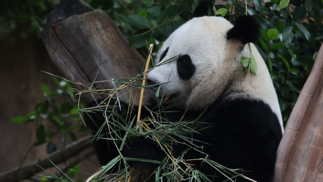 Giant Panda Betina Hu Chun (Foto: Fanny Kusumawardhani/kumparan)