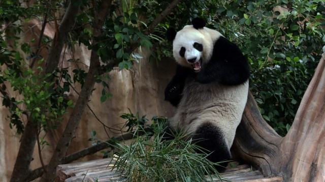 Giant Panda Betina Hu Chun (Foto: Fanny Kusumawardhani/kumparan)