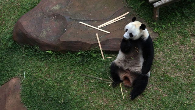 Giant Panda Betina Hu Chun (Foto: Fanny Kusumawardhani/kumparan)
