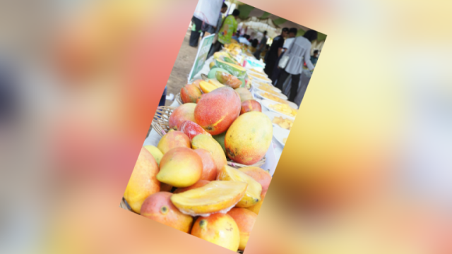 Mangga Indonesia Berpotensi Jadi Jawara Dunia