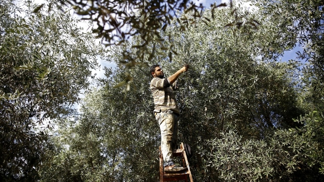 Panen Zaitun di Palestina (Foto: AFP/Mohammed Abed)