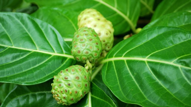 Mengkudu (Foto: Thinkstock)