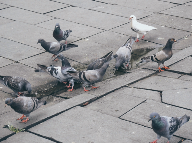 Journal Visual: Kota Tua  (7)