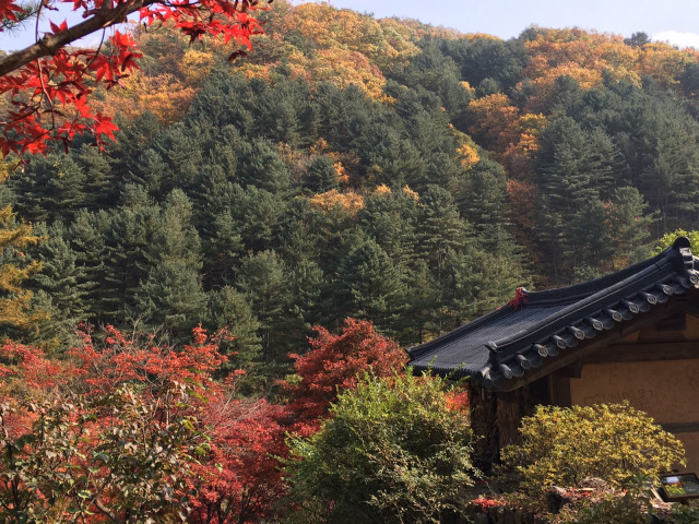 Musim gugur di Korea Selatan (Foto: dok: Aji Surya)