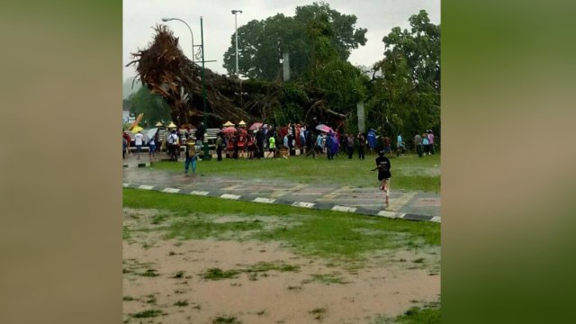 Pohon beringin tumbang di Banjarnegara (Foto: Dok. BNPB)