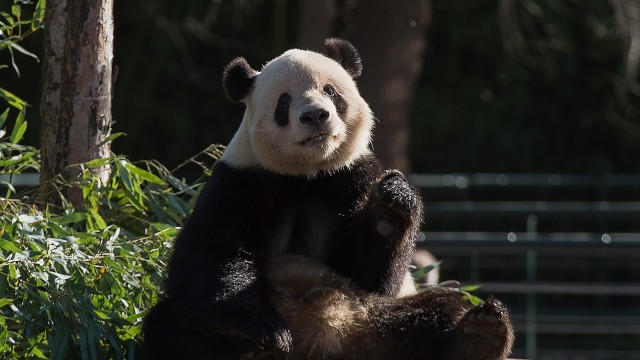 Panda di Kebun Binatang Beijing, China (Foto: NICOLAS ASFOURI / AFP)