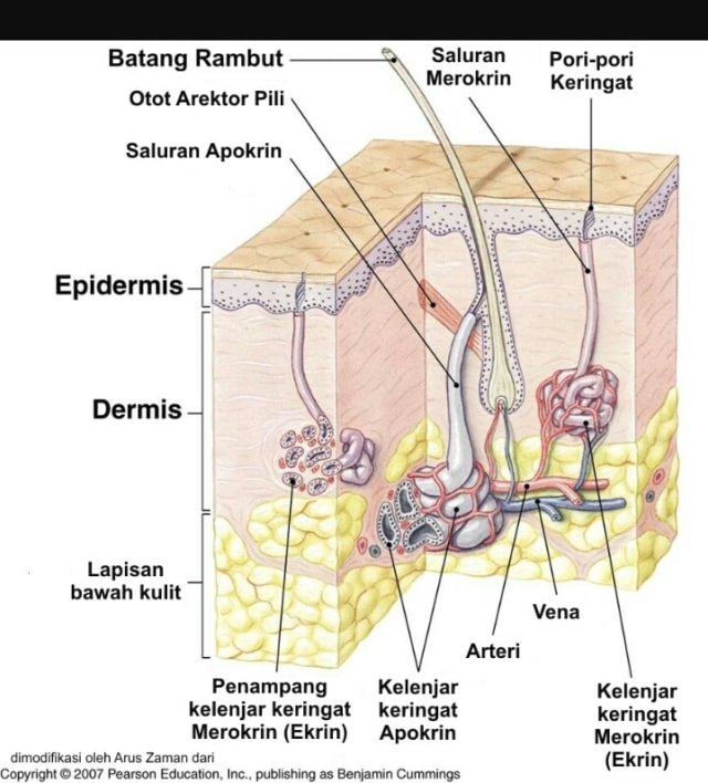 Kelenjar yang Ada di Kaki