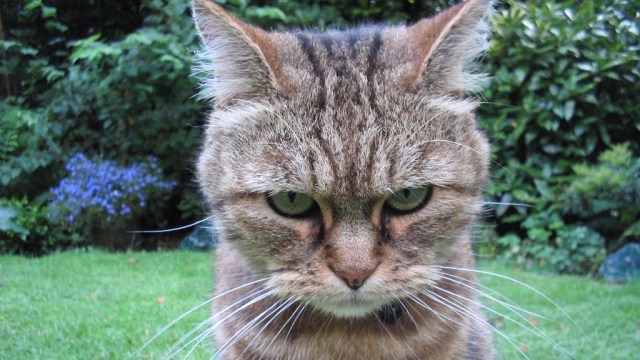 Kucing sedang marah. (Foto: Wikimedia Commons)