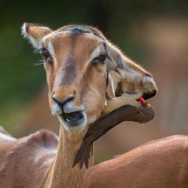 Foto-Foto ini Bakal Bikin Kalian Bingung (8)