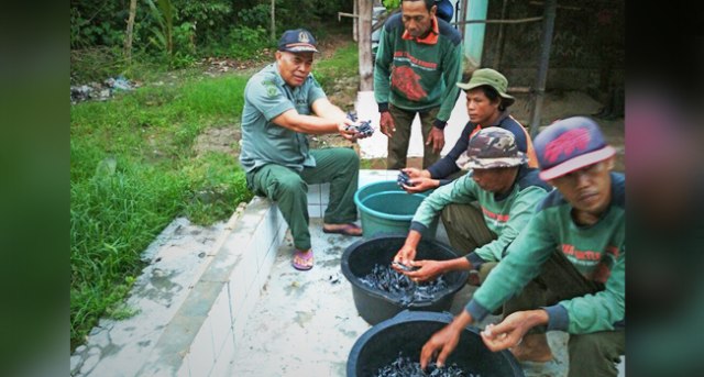 Jaga Kelestarian, Ratusan Tukik Dilepas BKSDA-SM Cikepuh Kabupaten Sukabumi (1)