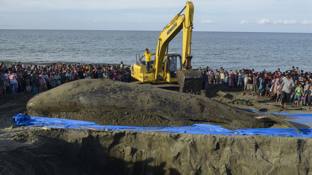 Ikan paus sperma yang mati di pantai Aceh Besar (Foto: AFP PHOTO / CHAIDEER MAHYUDDIN)