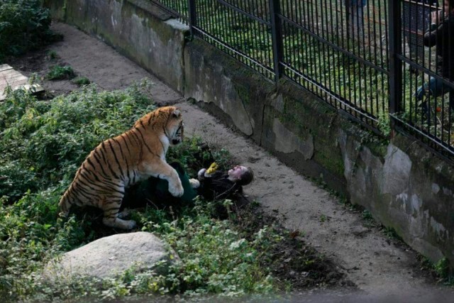Bersiap Mati, Penjaga Kebun Binatang Diterkam Harimau Siberian