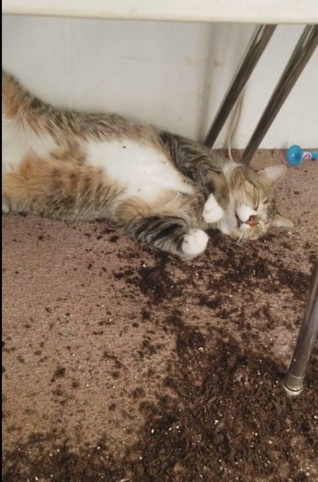  Pemilik Kaget Melihat Kucingnya Pingsan 