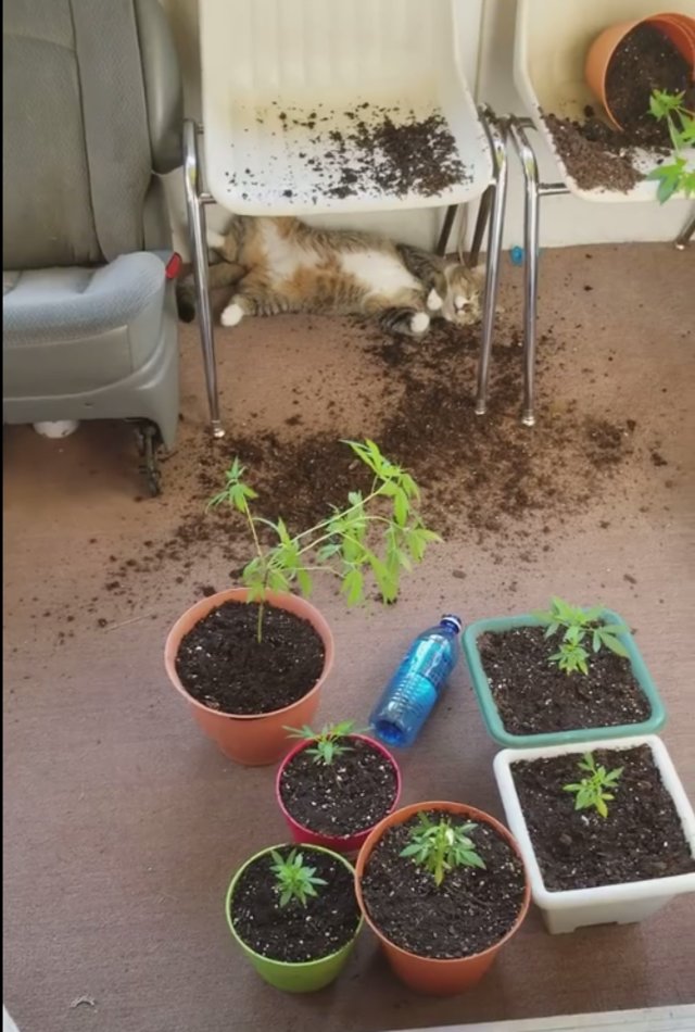  Pemilik Kaget Melihat Kucingnya Pingsan  (1)