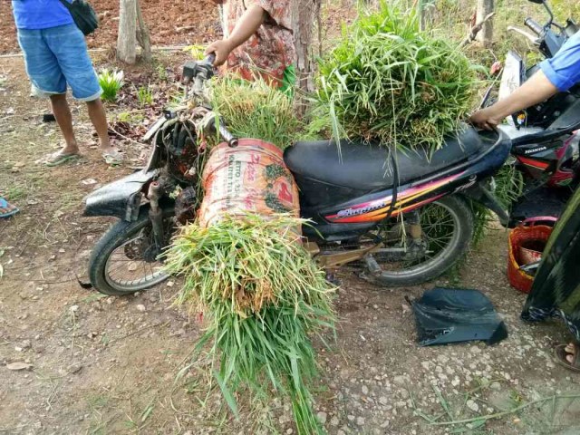 Pulang dari Sawah Mattakip Tewas Kecelakaan
