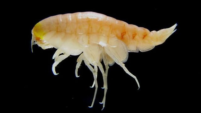Hewan Laut yang Menelan Sampah Plastik (Foto: Newcastle University)