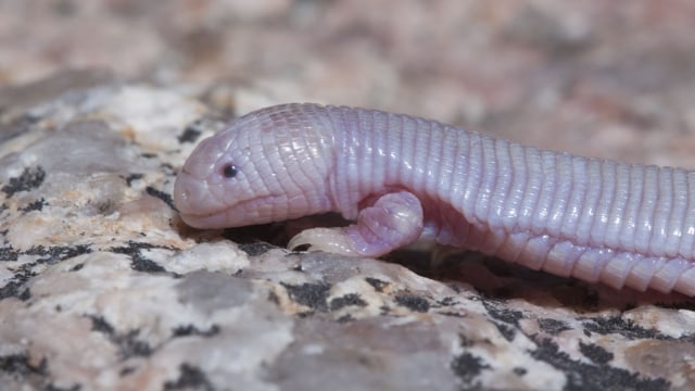 Bipes biporus, kadal berkaki dua. (Foto: Common Wikimedia)