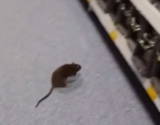 Sedang Belanja, Tikus Tiba-Tiba Muncul 