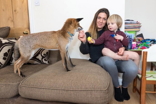 Keluarga ini Adopsi Rubah jadi Hewan Peliharaan 