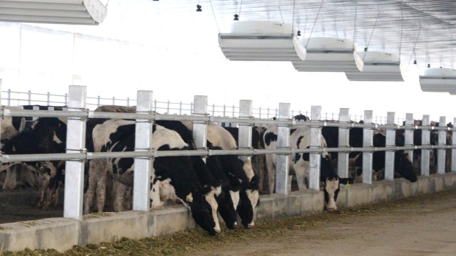 Peternakan sapi perah PT Greenfields (Foto: Dok.PT Greenfields Indonesia)