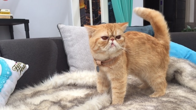 Kucing yang menggemaskan (Foto: Tisiana Triwina/kumparan)