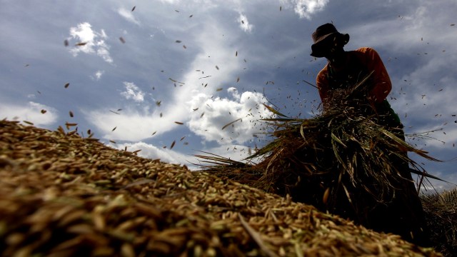 Petani merontokkan gabah saat panen padi (Foto: Antara/Yulius Satria Wijaya)