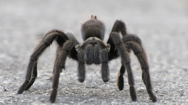 Ilustrasi Tarantula. (Foto: Skeeze via Pixabay)