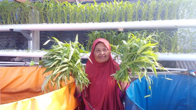 KangPuj Farm Gunakan Lalat Tentara Hitam untuk Urban Farming