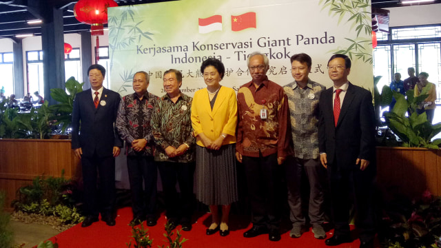 Liu Yandong Kunjungi Giant Panda di Taman Safari (Foto: Ainul Qalbi/kumparan)