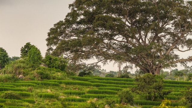 Pohon Beringin (Foto: Dok. Thinkstock)