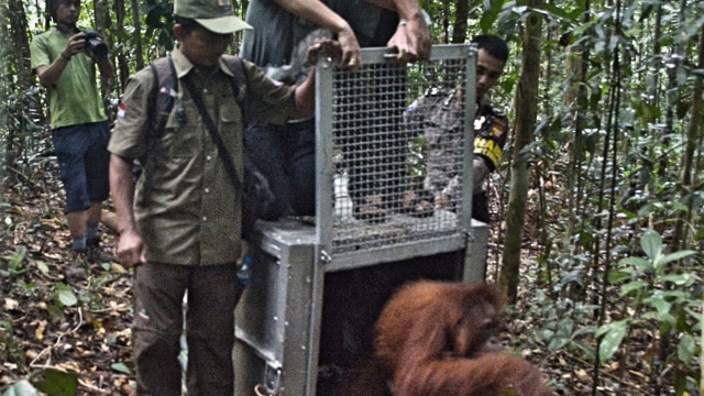 Pelepasliaran Orangutan (Foto: dok. KEHATI-TFCA Kalimantan)