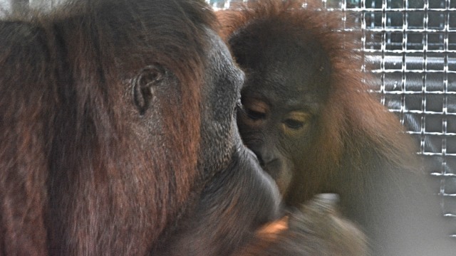 Pelepasliaran Orangutan (Foto: dok. KEHATI-TFCA Kalimantan)