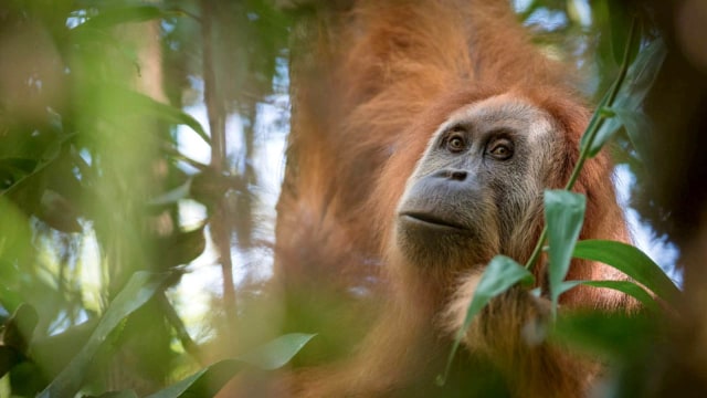 Orangutan (Foto: Reuters)