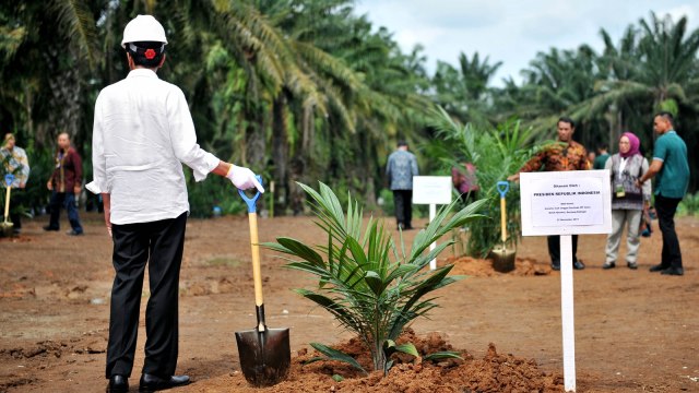 Jokowi di Hutan Kelapa Sawit (Foto: Dok. Agus Suparto - Presidential Palace)