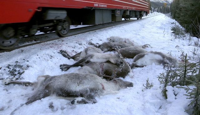 Rusa kutub ditabrak kereta (Foto: AP/John Erling Utsi, NTB)