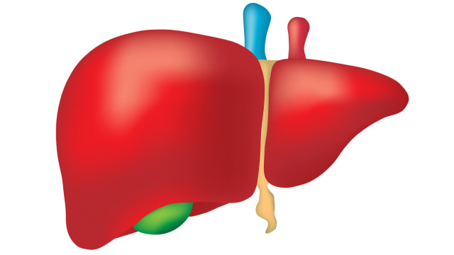 Minum alkohol akan mempengaruhi organ hati Foto: Pixabay