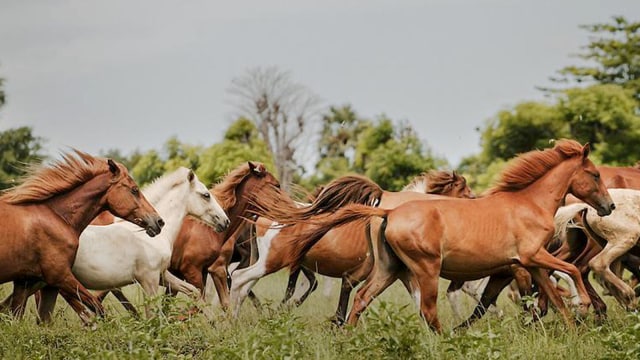 Padang rumput Sumba akan dijadikan wisata ternak (Foto: Instagram @satu_sumba)