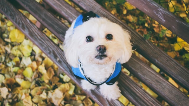Anjing Maltese (Foto: Pixabay)