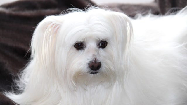 Anjing Maltese (Foto: Pixabay)