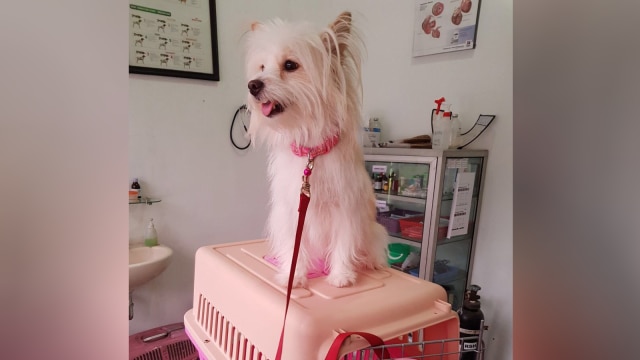 Valent, anjing jenis maltese (Foto: Dok. Elishia)