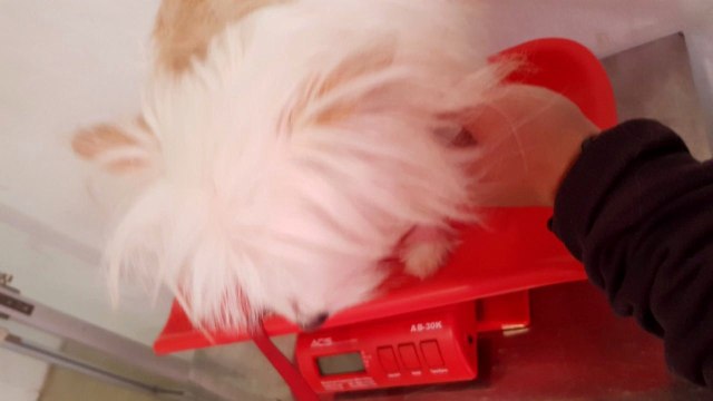 Valent, anjing jenis maltese (Foto: Dok. Elishia)