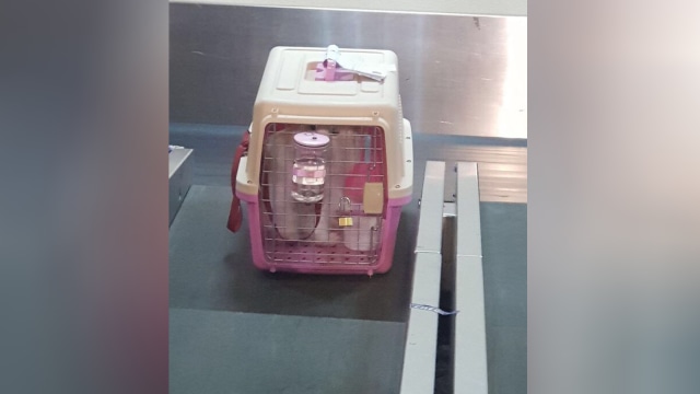 Valent, anjing jenis maltese (Foto: Dok. Elishia)