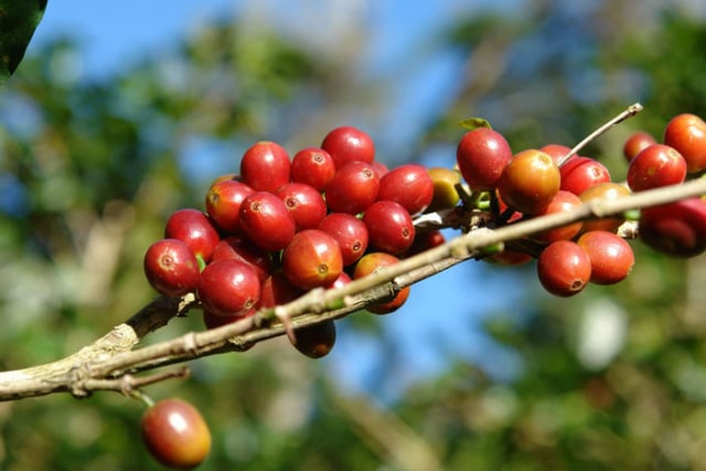 Apa Sebenarnya Kopi Single Origin itu? (1)