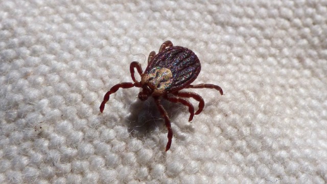 Tungau (Foto: Pixabay)