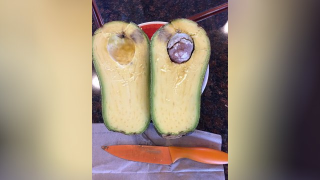 Buah alpukat seberat 2 kg ditemukan di Hawai. (Foto: Dok. Pamela Wang)