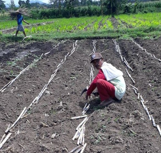 Sangat Menjanjikan, Segera Kembangkan Tanaman Tebu